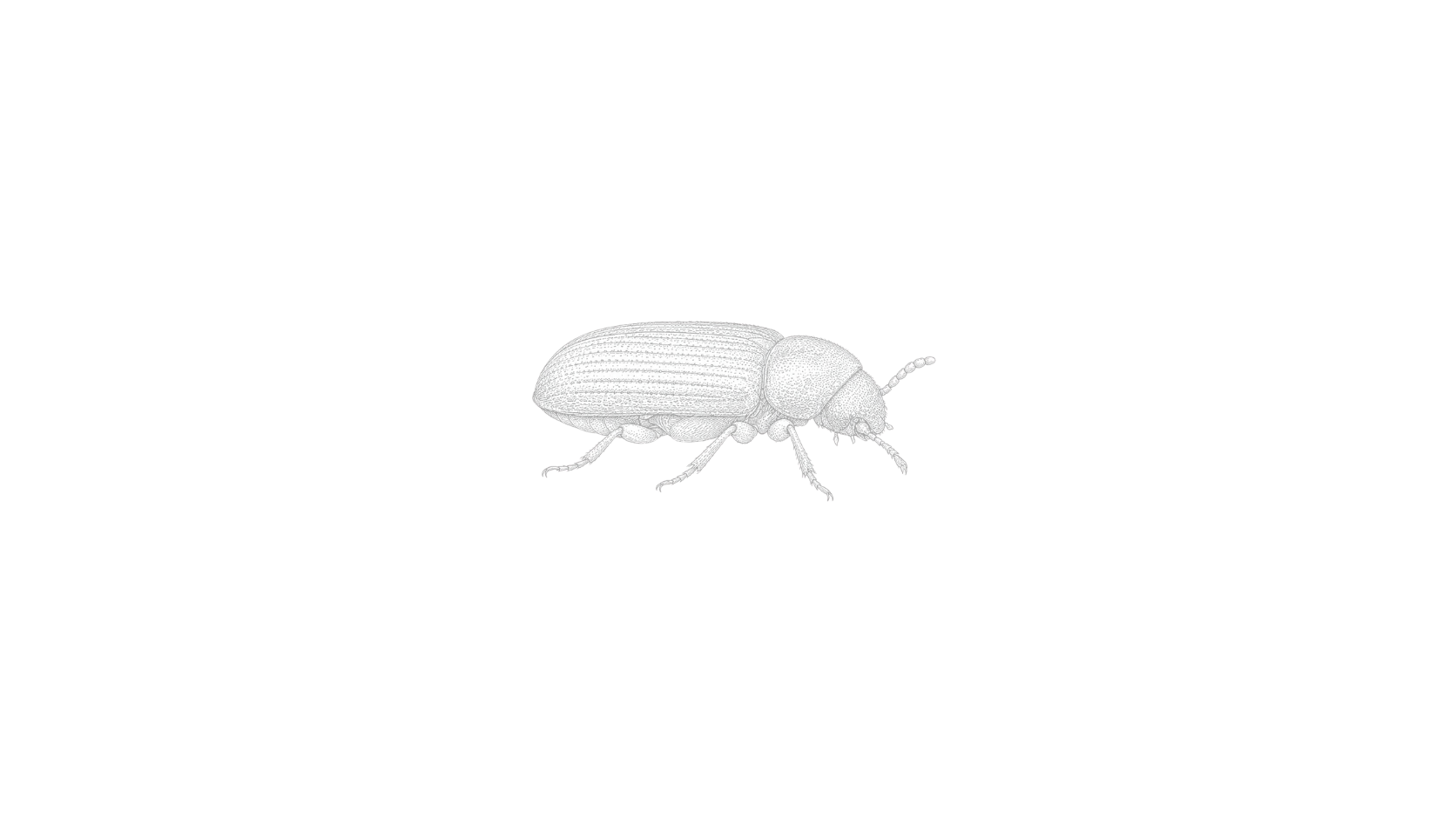 ANTITARLO ANTITARLO